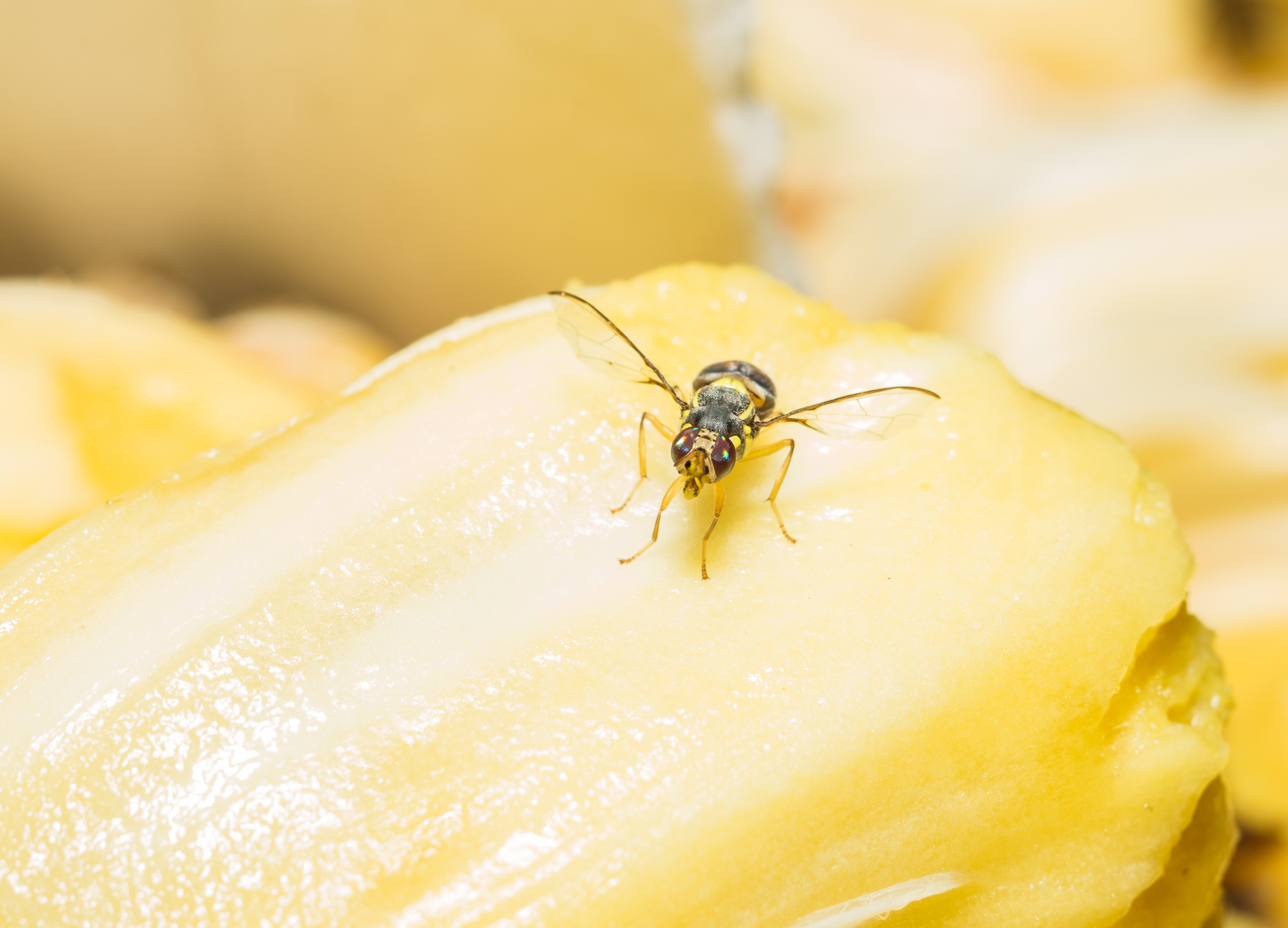 Comment se débarrasser des mouches à fruits?