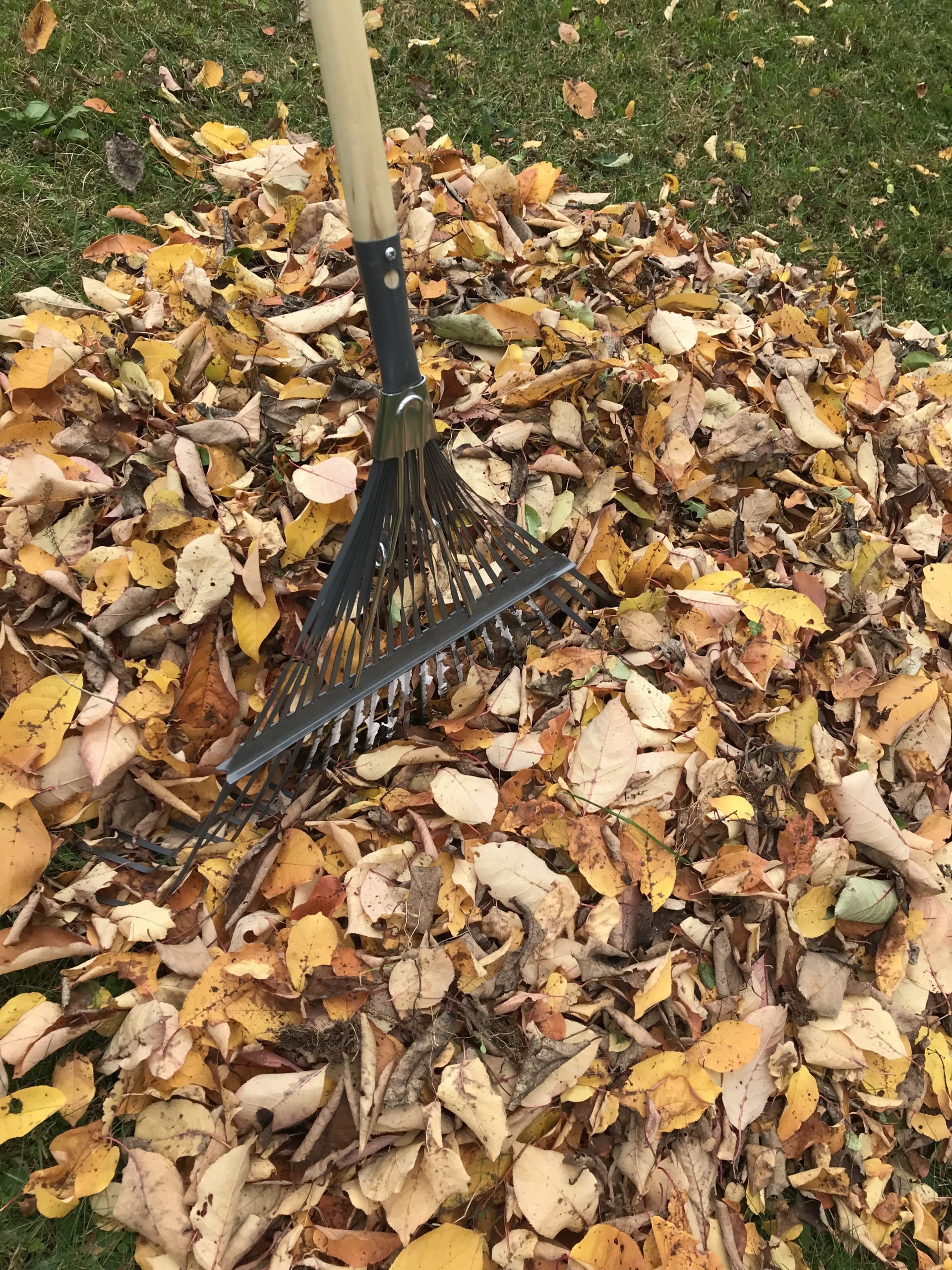 Que faire avec les branches et les feuilles mortes à l'automne ? - L'Écho  de la Tuque