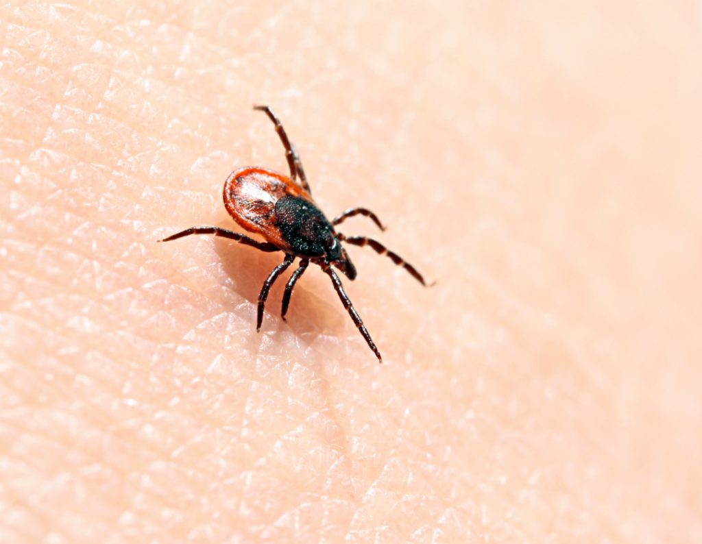 Ticks and Mosquitoes: Simple Measures to Avoid Bites