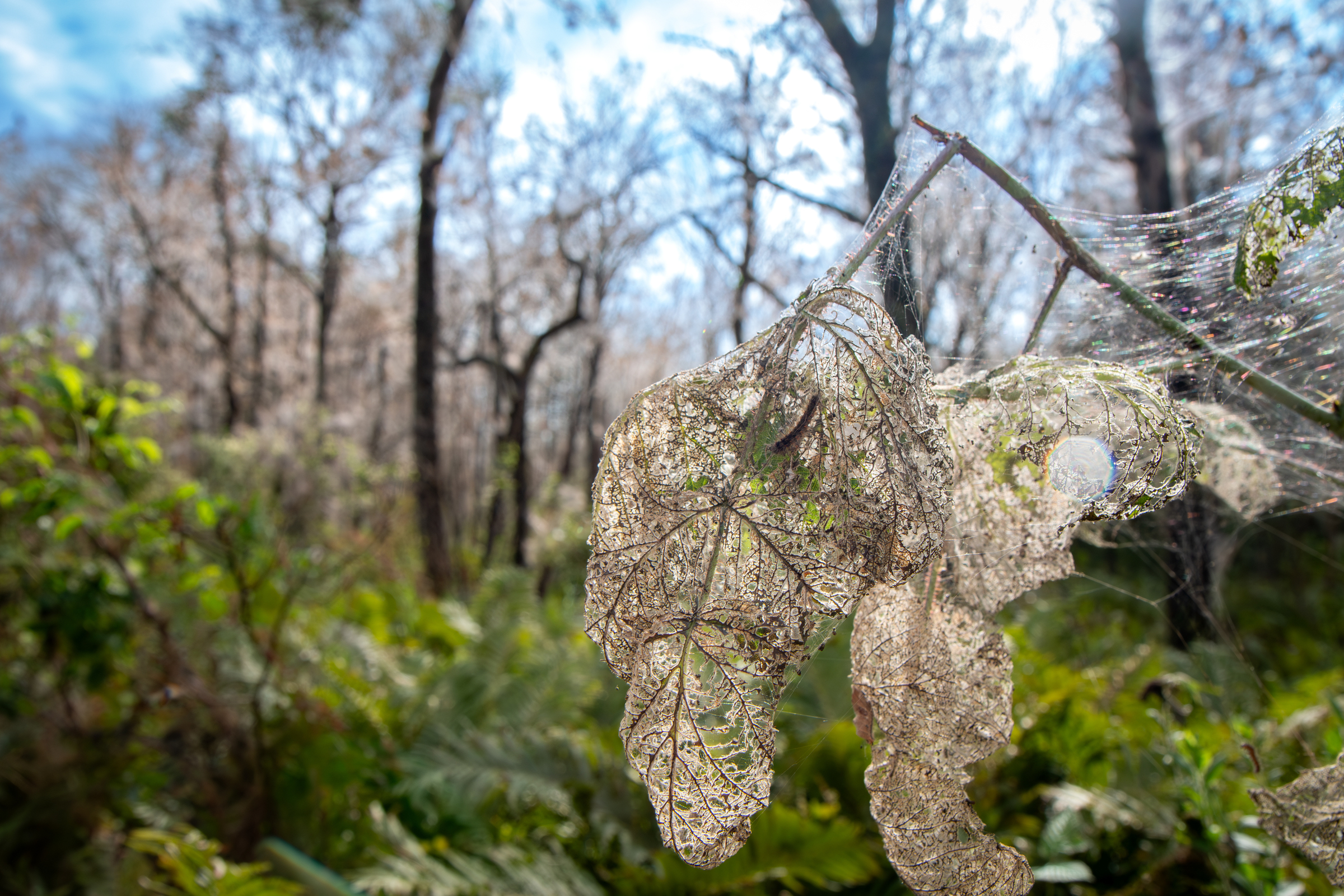 Sous les arbres, une pluie de chenilles - L’Écho de la Tuque
